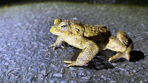 A toad on the road at Charlcombe Lane in Bath during migration season